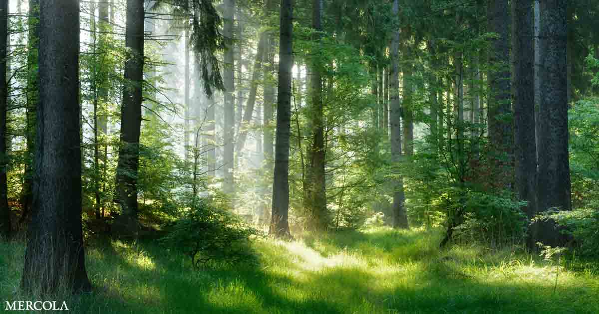 You are currently viewing Using Nature to Restore Forests