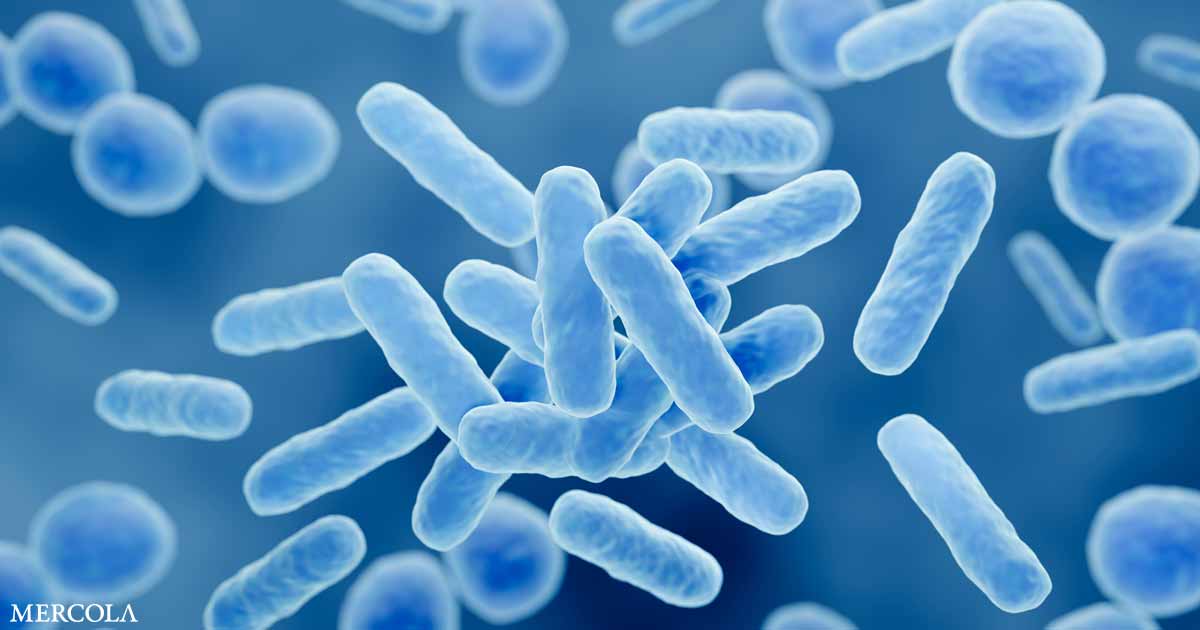 You are currently viewing Can This Probiotic Fix Your Gut and Hair?