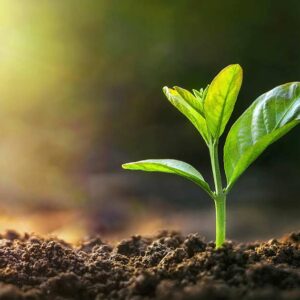 Read more about the article Some Plants Use an Internal Thermometer to Trigger Growing Season